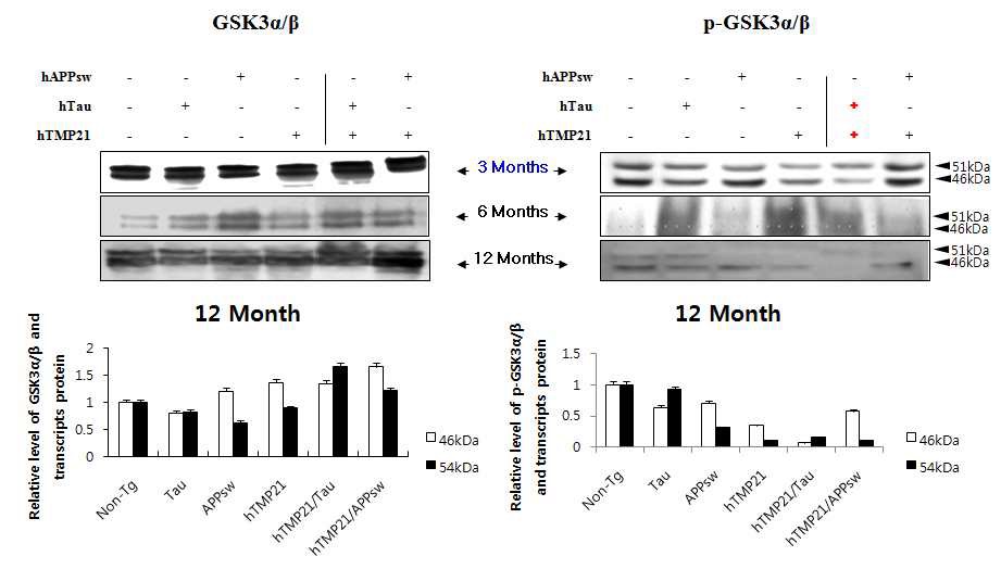 Figure 25. Western blot assay of p-GSK3α/β and GSK3α/β in the brains transgenic mice expressing hTMP21/hTau and hTMP21/APPsw