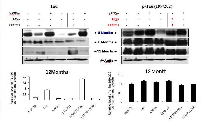 Figure 26. Western blot assay of p-Tau and p-Tau(199/202) in the brains transgenic mice expressing hTMP21/hTau and hTMP21/hAPPsw