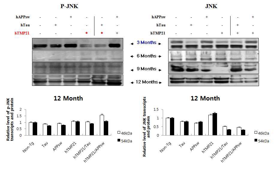 Figure 27. Western blot assay of p-JNK and JNK in the brains transgenic mice expressing hTMP21/hTau and hTMP21/APPsw