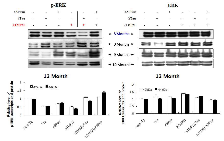 Figure 28 Western blot assay of p-ERK가 and ERK in the brains transgenic mice expressing hTMP21/hTau and hTMP21/APPsw