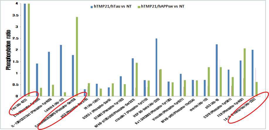 Figure 31. Phosphorylation Ratio of Non-transgenic(Tg) vs hTMP21/hAPPsw dTg, Non-transgenic(Tg) vs hTMP21/hTau dTg at 6 months