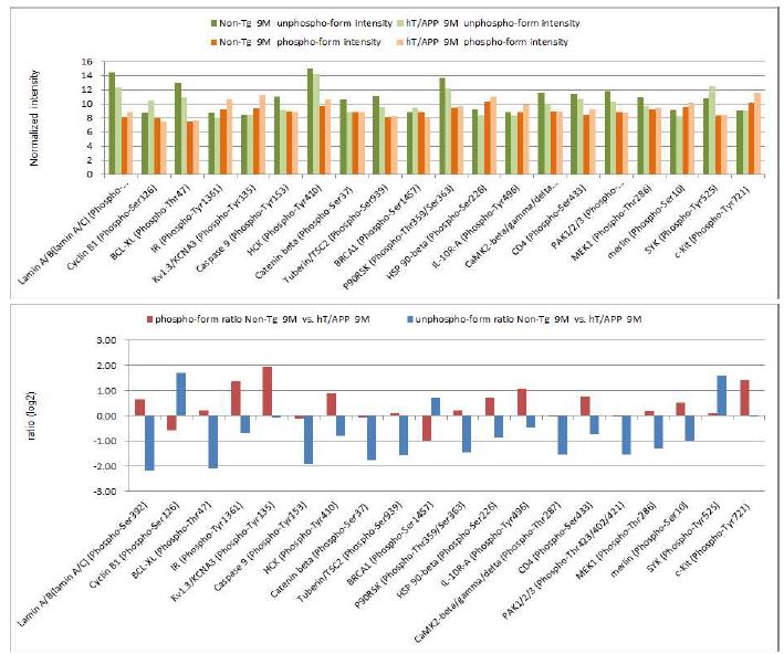 Figure 32. Phosphorylation Ratio of Non-transgenic(Tg) vs hTMP21/hAPPsw dTg at 9 months