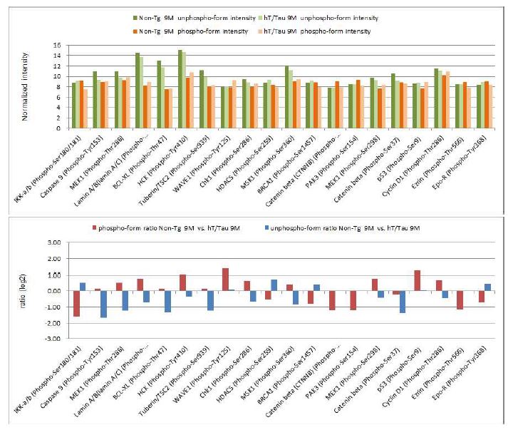 Figure 33. Phosphorylation Ratio of Non-transgenic(Tg) vs hTMP21/hTau Tg at 9 months