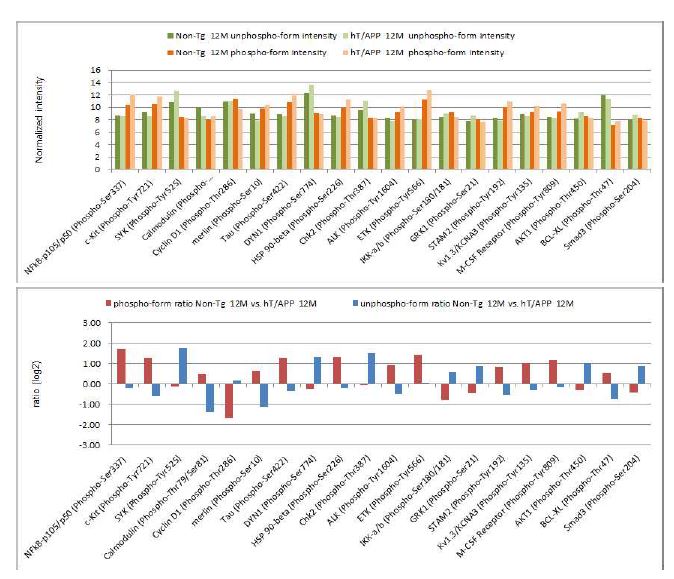 Figure 34. Phosphorylation Ratio of Non-transgenic(Tg) vs hTMP21/hAPPsw dTg at 12 months