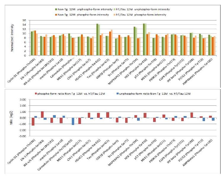 Figure 35. Phosphorylation Ratio of Non-transgenic(Tg) vs hTMP21/hTau Tg at 12 months