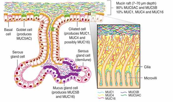 Mucus 구성물질과 분비세포