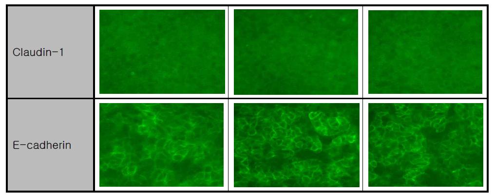 Mono-culture 폐포모델 세포에서의 tight junction 관련 단백의 형광측정