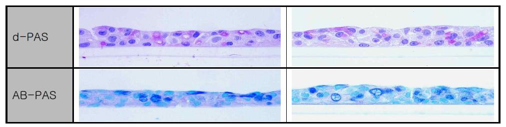 Mono-culture 폐포모델에서 세포염색을 통한 점액확인