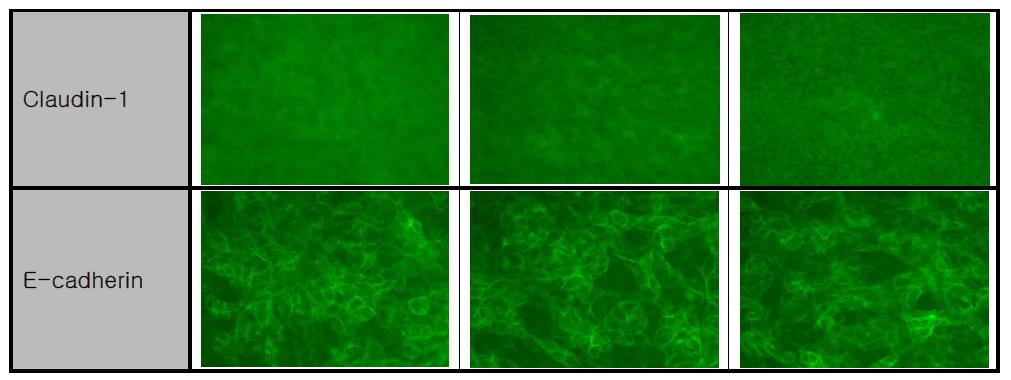 Co-culture 폐포모델 세포에서의 tight junction 관련 단백의 형광측정