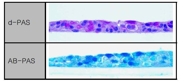 Co-culture 폐포모델에서 세포염색을 통한 점액확인