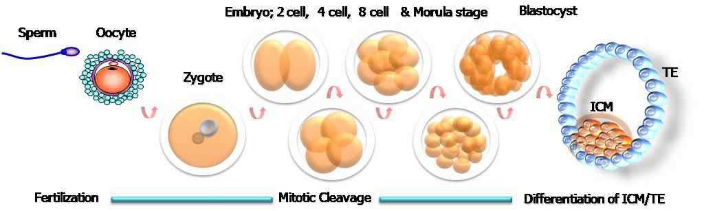 Fig. 1. Fertilization, embryonic development and differentiation of blastocyst.
