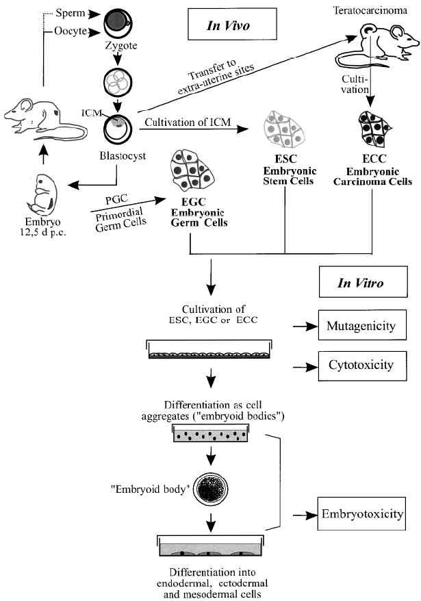 Fig. 2. Origin and differentiation potential of embryonic stem (ES), and the use of the ES cell technology for mutagenicity