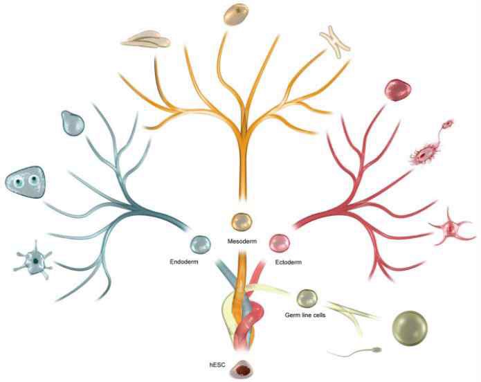 Fig. 3. Schematic illustration of the differentiation potential of hESC.