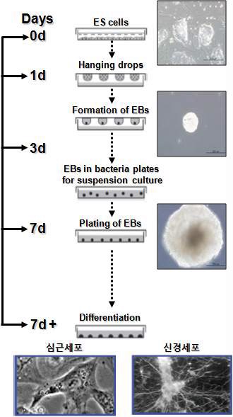 Fig. 27. 심근세포 및 신경세포로의 분화과정