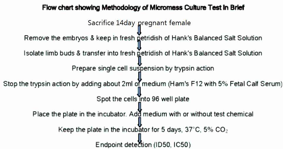 Fig. 13. Micromass embryotoxicity assay 방법