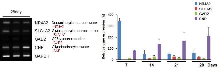 Fig. 48. 신경분화과정 시 전구세포와 최종 표적세포에서 계통별 분화 특이 표지 마커 발현 패턴 확인.
