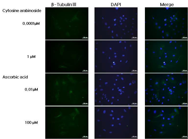 Fig. 62. 신경세포로 분화 시 발생독성물질에 의한 신경분화 표지 마커인 β-tubulinIII 면역 형광 확인