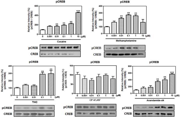 Fig. 4. pCREB protein expression of cocaine, methamphetamine, THC, CP 47,497 and derivatives, and anandamide-d4