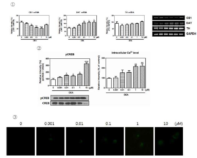 Fig. 9. ① CB1, DAT, TH mRNA expression of DEA. ② pCREB protein expressionand ③ intracellular Ca2+ level of DEA