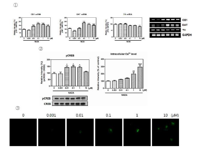 Fig. 10. ① CB1, DAT, TH mRNA expression of NADA. ② pCREB proteinexpression and ③ intracellular Ca2+ level of NADA