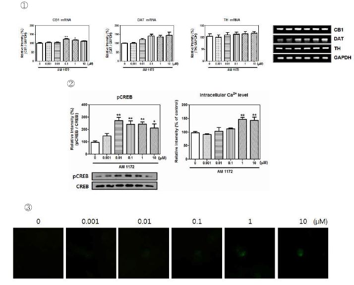 Fig. 12. ① CB1, DAT, TH mRNA expression of AM 1172. ② pCREB proteinexpression and ③ intracellular Ca2+ level of AM 1172