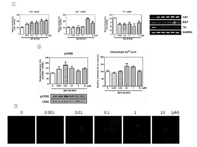 Fig. 14. ① CB1, DAT, TH mRNA expression of BAY 59-3074. ② pCREB proteinexpression and ③ intracellular Ca2+ level of BAY 59-3074