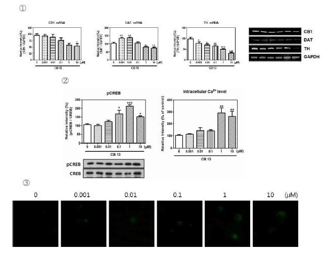 Fig. 15. ① CB1, DAT, TH mRNA expression of CB 13. ② pCREB protein expression and ③ intracellular Ca2+ level of CB 13.