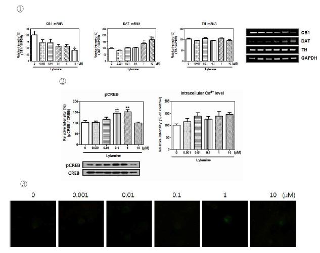 Fig. 16. ① CB1, DAT, TH mRNA expression of lylamine. ② pCREB proteinexpression and ③ intracellular Ca2+ level of lylamine