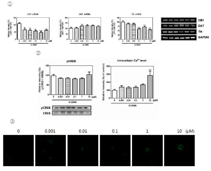 Fig. 17. ① CB1, DAT, TH mRNA expression of O-2545. ② pCREB proteinexpression and ③ intracellular Ca2+ level of O-2545