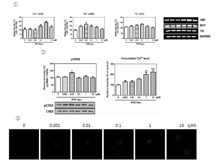 Fig. 18. ① CB1, DAT, TH mRNA expression of RVD-Hpα. ② pCREB proteinexpression and ③ intracellular Ca2+ level of RVD-Hpα.