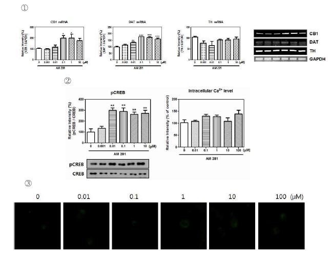 Fig. 19. ① CB1, DAT, TH mRNA expression of AM 281. ② pCREB proteinexpression and ③ intracellular Ca2+ level of AM 281.