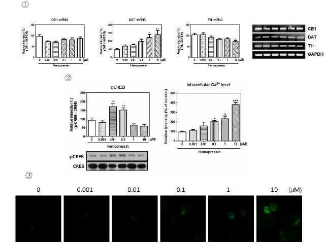 Fig. 20. ① CB1, DAT, TH mRNA expression of hemopressin. ② pCREB proteinexpression and ③ intracellular Ca2+ level of hemopressin