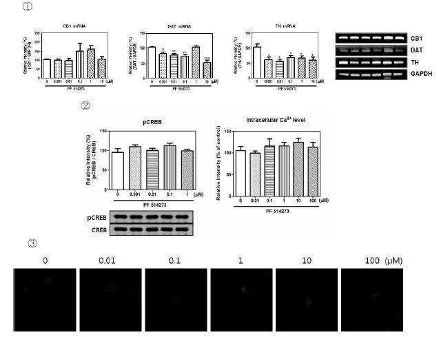 Fig. 21. ① CB1, DAT, TH mRNA expression of PF 514273. ② pCREB proteinexpression and ③ intracellular Ca2+ level of PF 514273