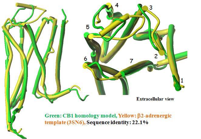 그림 1. CB1R 모델 (녹색)과 형판 (노랑색) 의 구조 비교