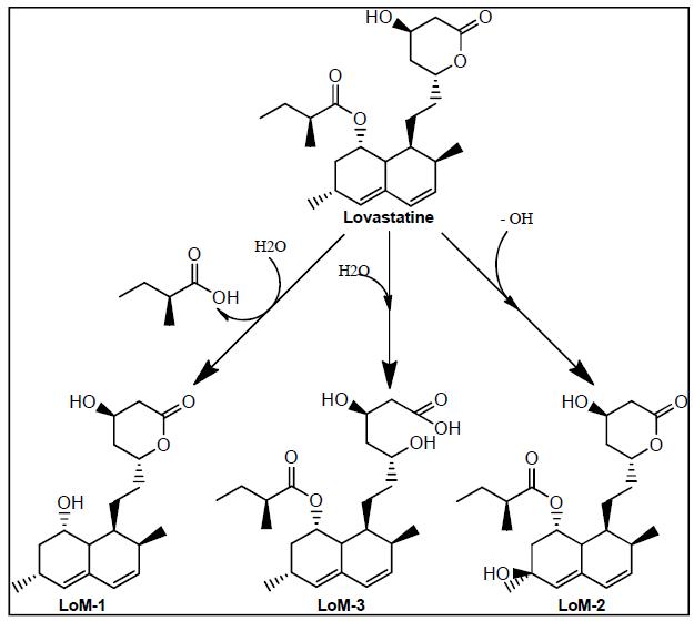 Metabolic pathway of lovastatin by intestinal microflora