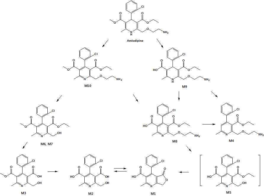 In vitro metabolic pathway of amlodipine