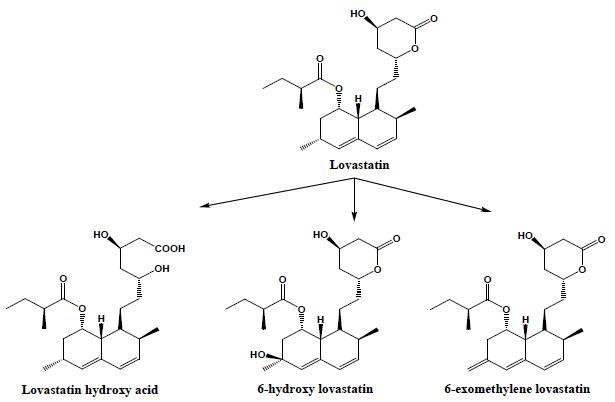 In vitro metabolic pathway of lovastatin