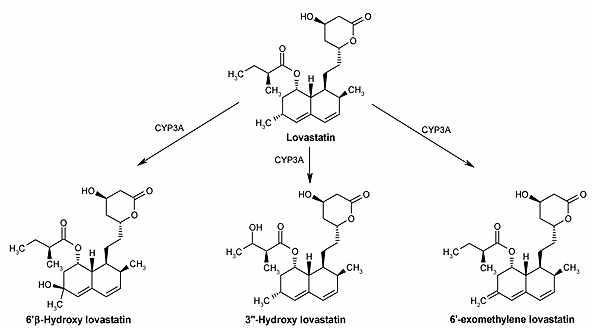 Metabolic pathway of lovastatin in liver.