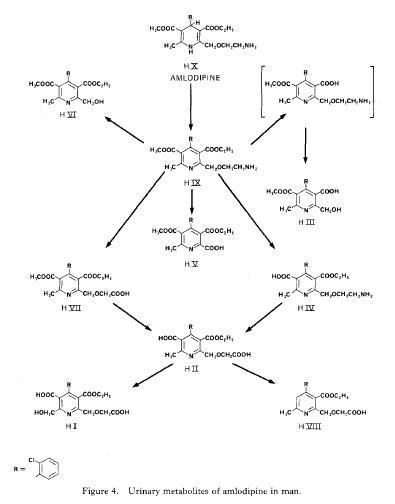 Metabolic pathway of amlodipine in liver.