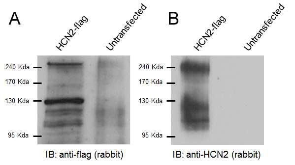 Flag-tagged HCN2 의 발현 확인