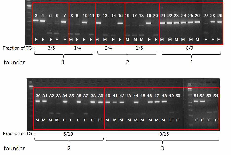 PCR genotyping을 이용한 마우스 유전자 형 분석 및 계통 확립