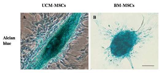 그림. Umbilical cord matrix과 골수유래 줄기세포의 연골 세포로 분화 유도 후 alcian blue로 염색 후 발현 확인