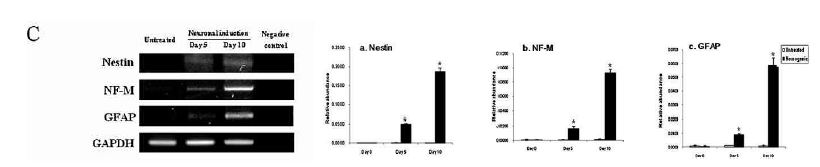 그림. 골수유래 줄기세포를 신경세포로 분화 유도 후 신경세포 특이 마커 발현 분석