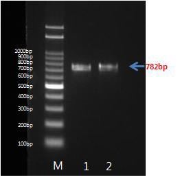 그림 12. ESBL 판정을 위한 CTX-M-1 유전자 확인 결과