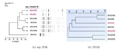 그림 14. Salmonella rep-PCR 및 PFGE분석결과