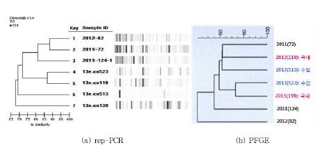 그림 15. E. coli rep-PCR 및 PFGE 분석결과