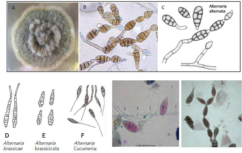 Morphology of A. alternata. A. Growing culture of A. alternata on Potatoe - Dextrose-Agar plates. B. Microscopic picture of conidia (http://www.mycology.adelaide.edu.au/). C. Schematic picture of multicelled conidia developing on the conidiophores (www.sci.muni.cz/mikrob/Miniatlas/alt.htm). D : Conidia of Alternaria brassicae, E : Alternaria brassicicola F :Alternaria cucumerina, the Alternaria leaf spot or blight fungus, as it would appear under a high-power laboratory microscope.