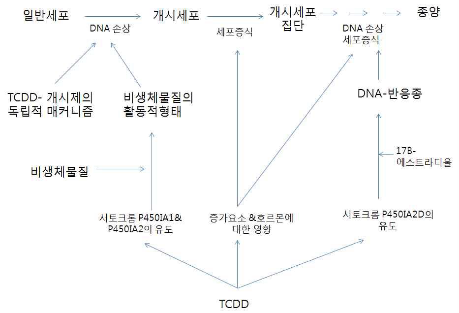 Some possible roles of 2,3,7,8-TCDD in carcinogenesis of the female rat liver