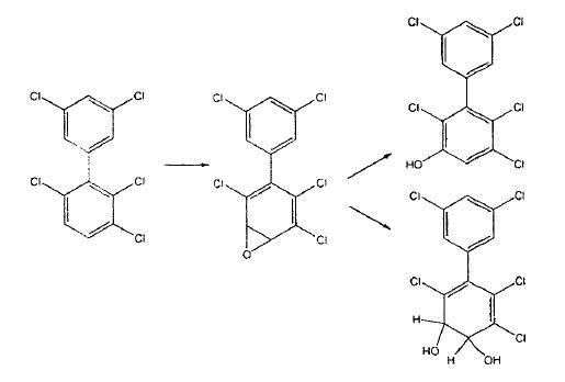 Biotransformation from hexachlorobiphenyl to pentachlorobiphenyl