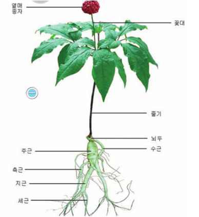 Figure 1. Shape of ginseng